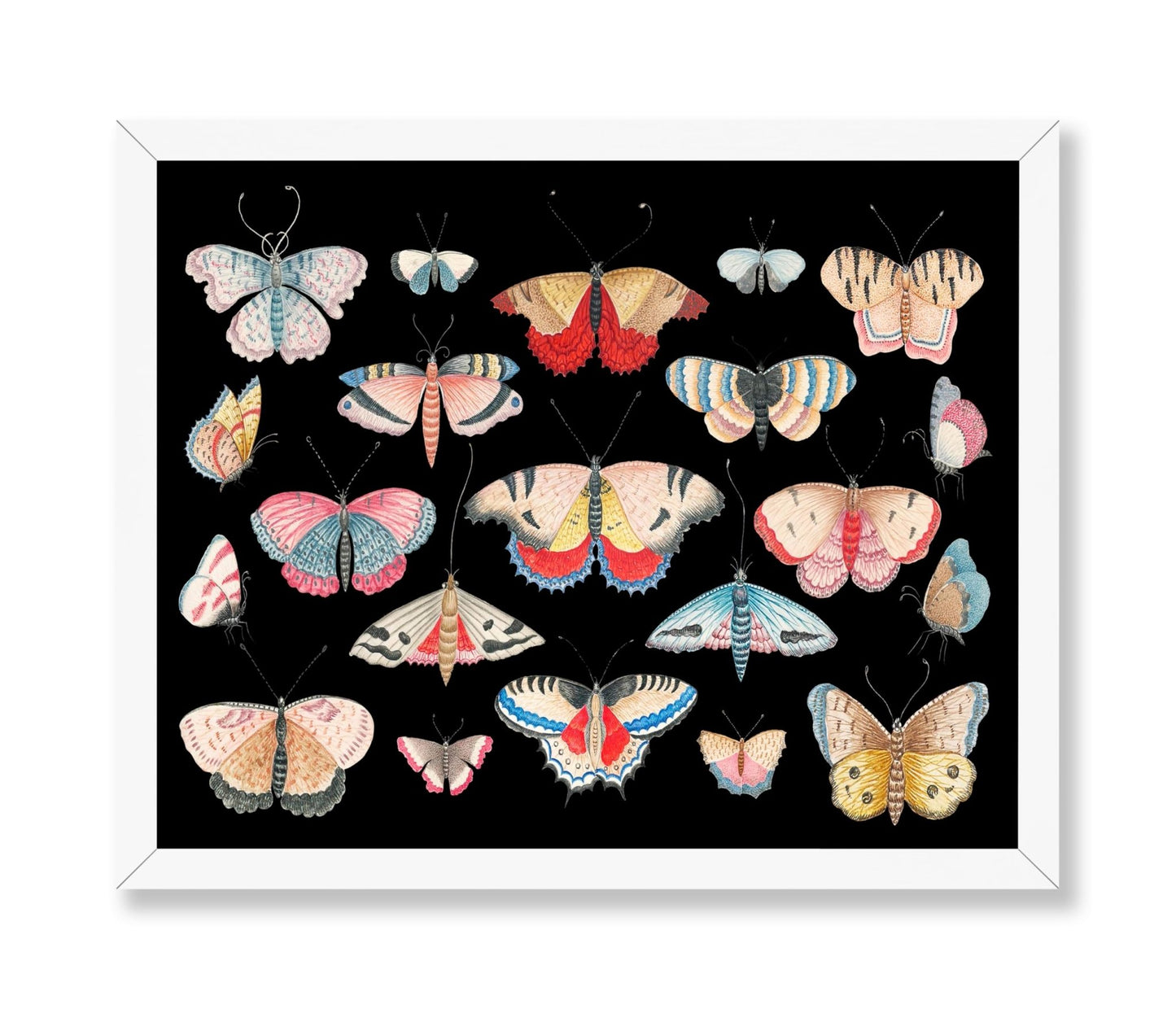 Butterfly Collage No1