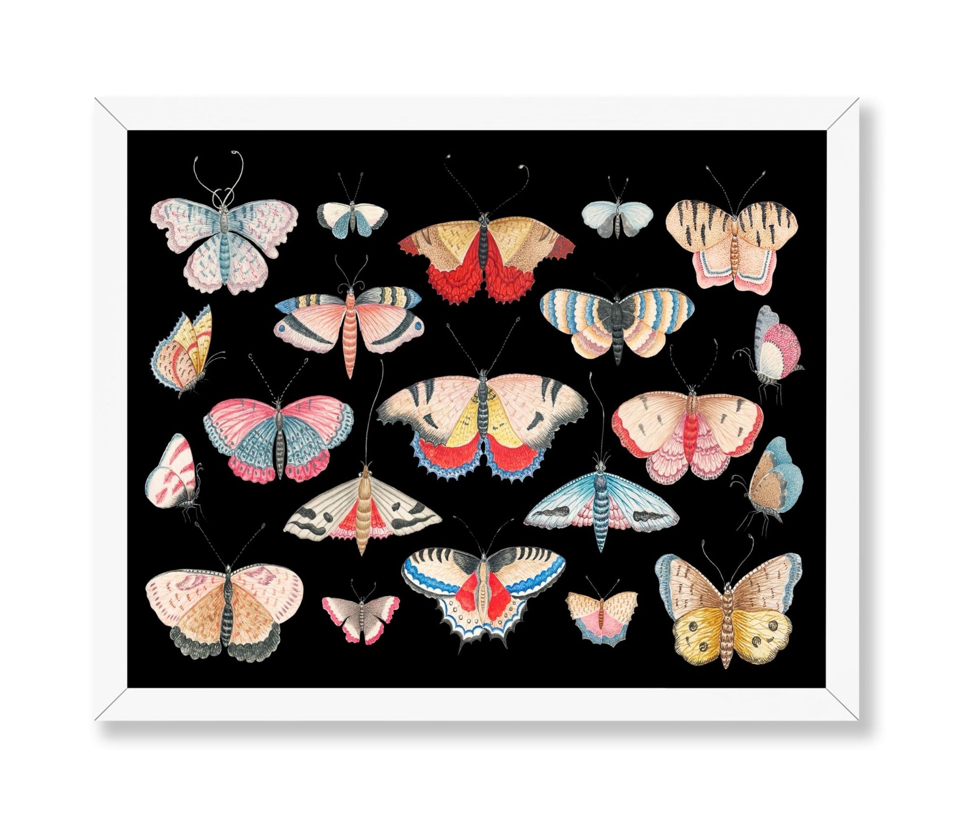 Butterfly Collage No1