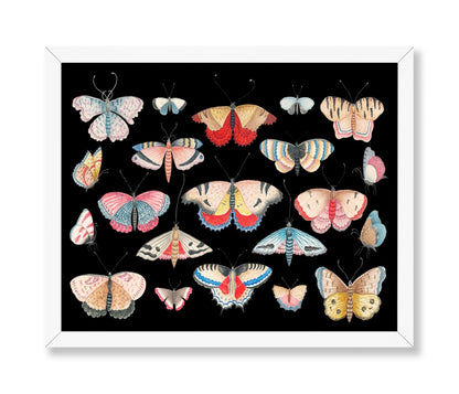 Butterfly Collage No1