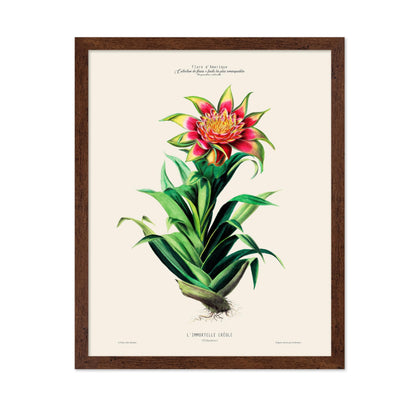 Air Plant
