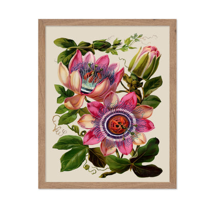 Passion Flower No2