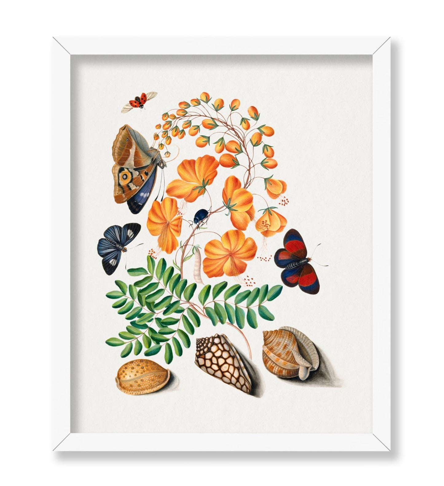 James Bolton - Caesalpinoid Legume Beetle Shell