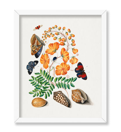 James Bolton - Caesalpinoid Legume Beetle Shell