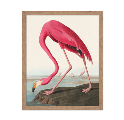 James Audubon - American Flamingo