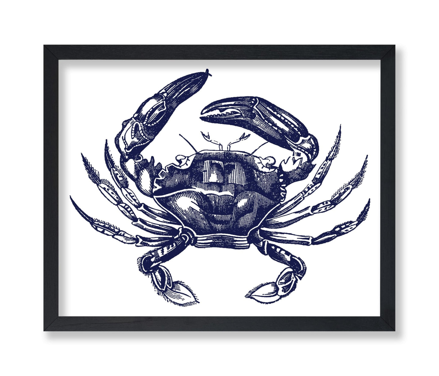 Navy Blue Crab
