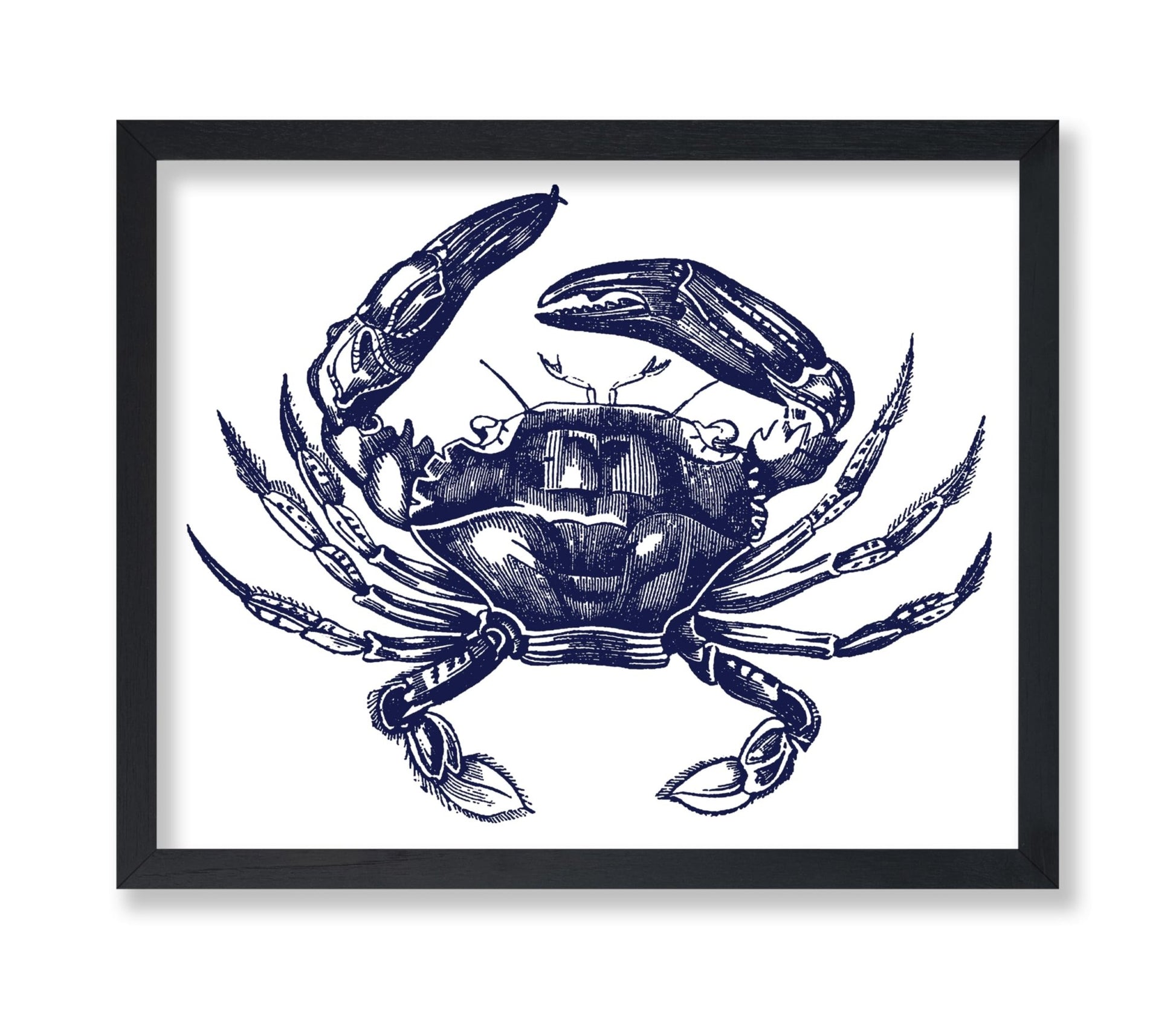 Navy Blue Crab