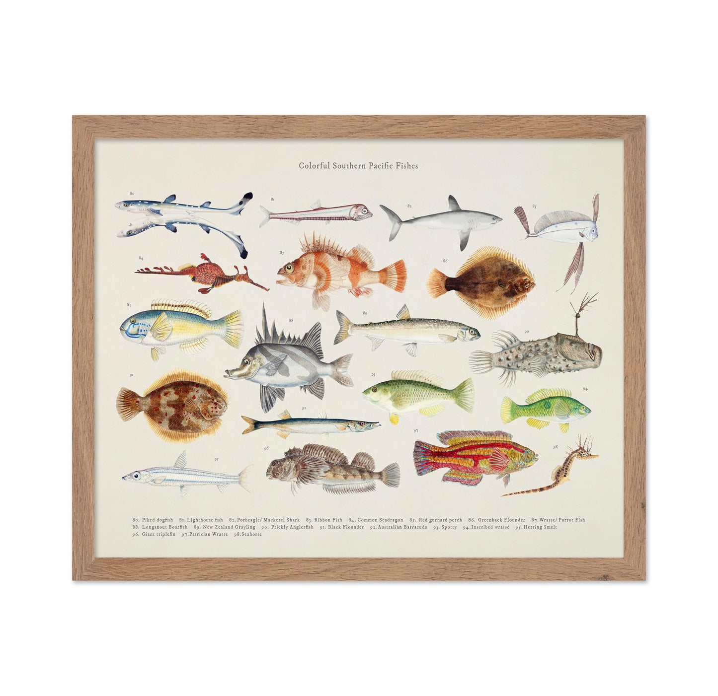 Southern Pacific Fishes No5