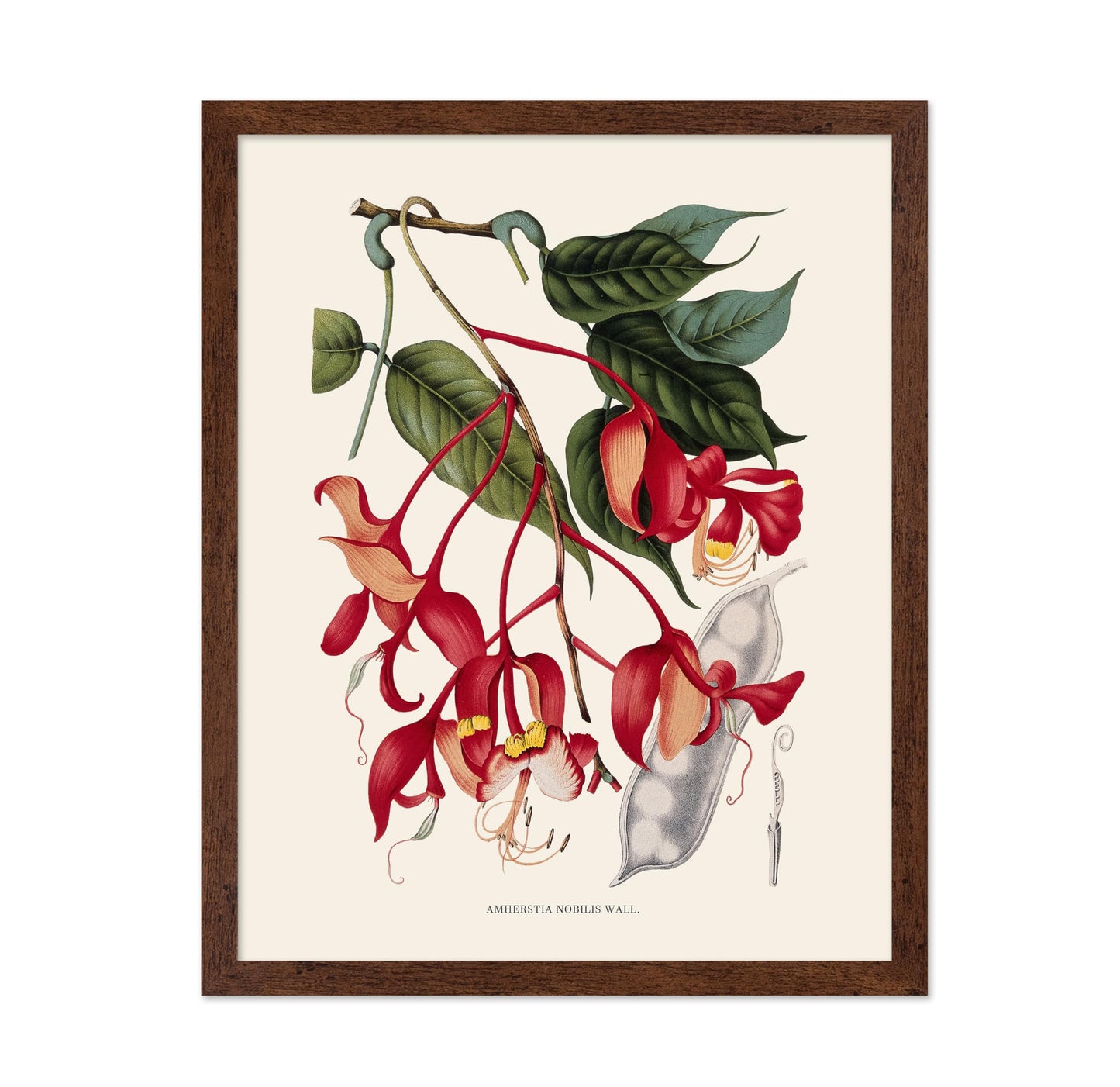 Amherstia Nobilis