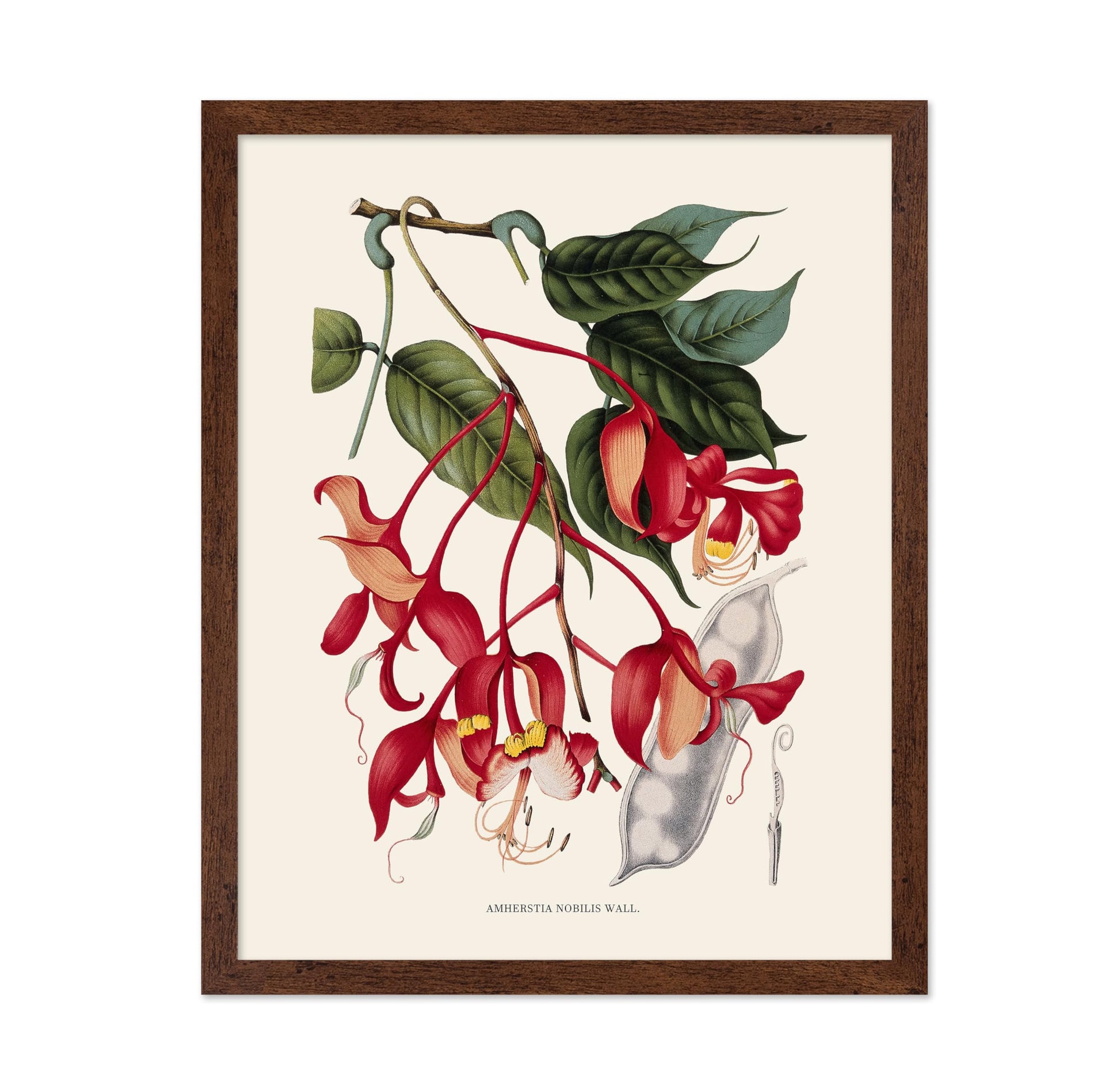 Amherstia Nobilis