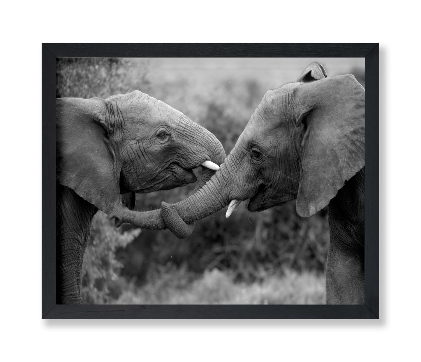 Caring Elephants