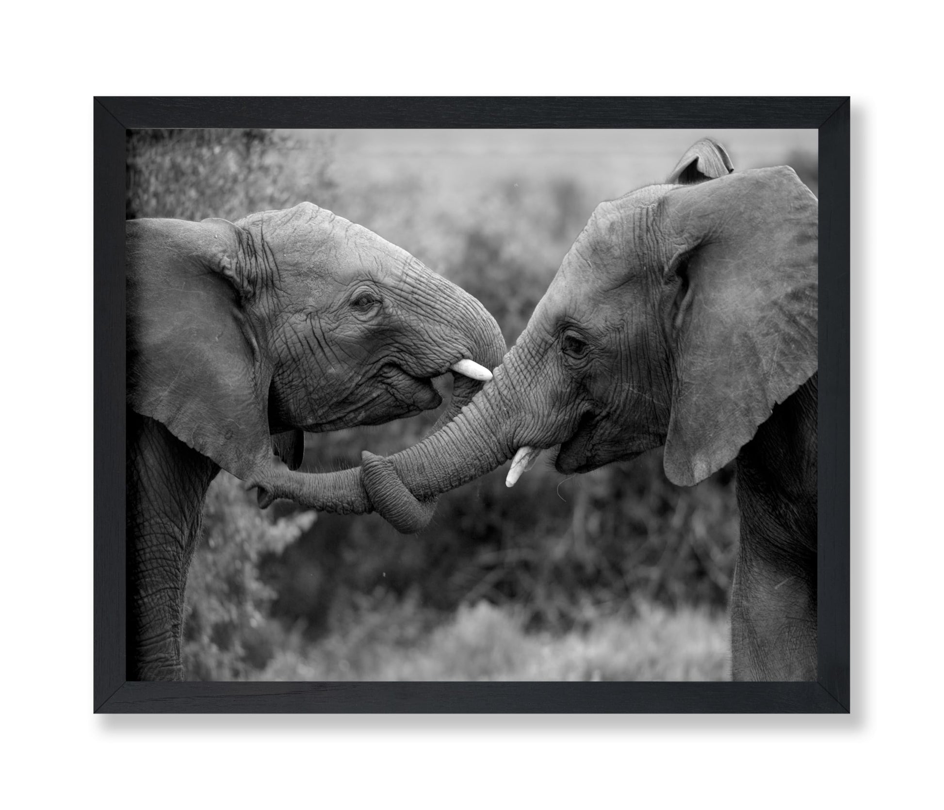 Caring Elephants