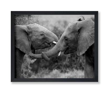 Caring Elephants
