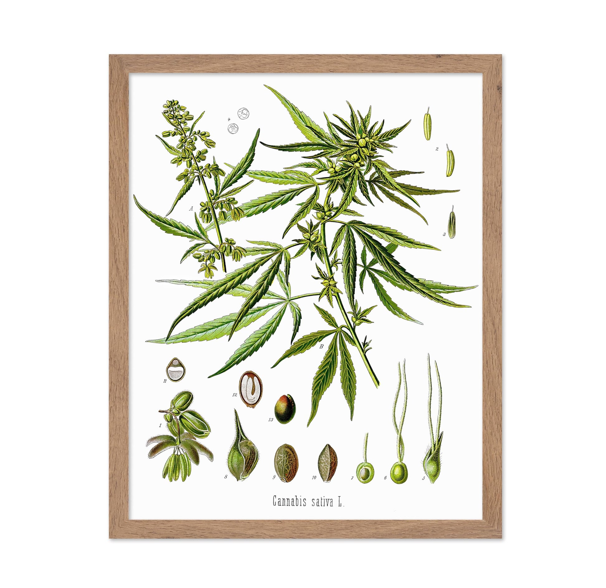 Cannabis Sativa