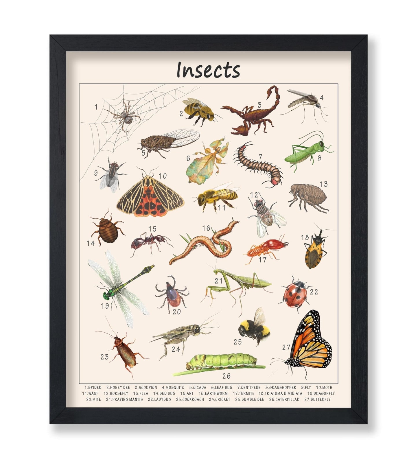 Insects