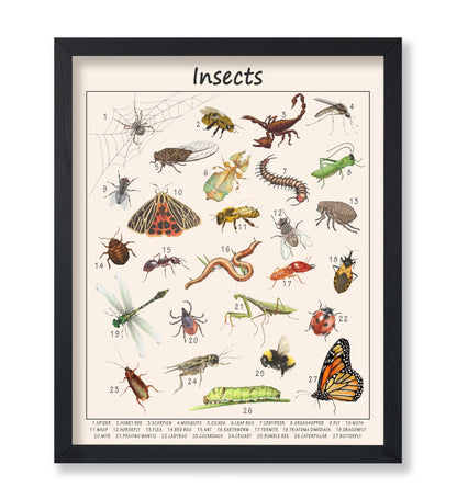 Insects
