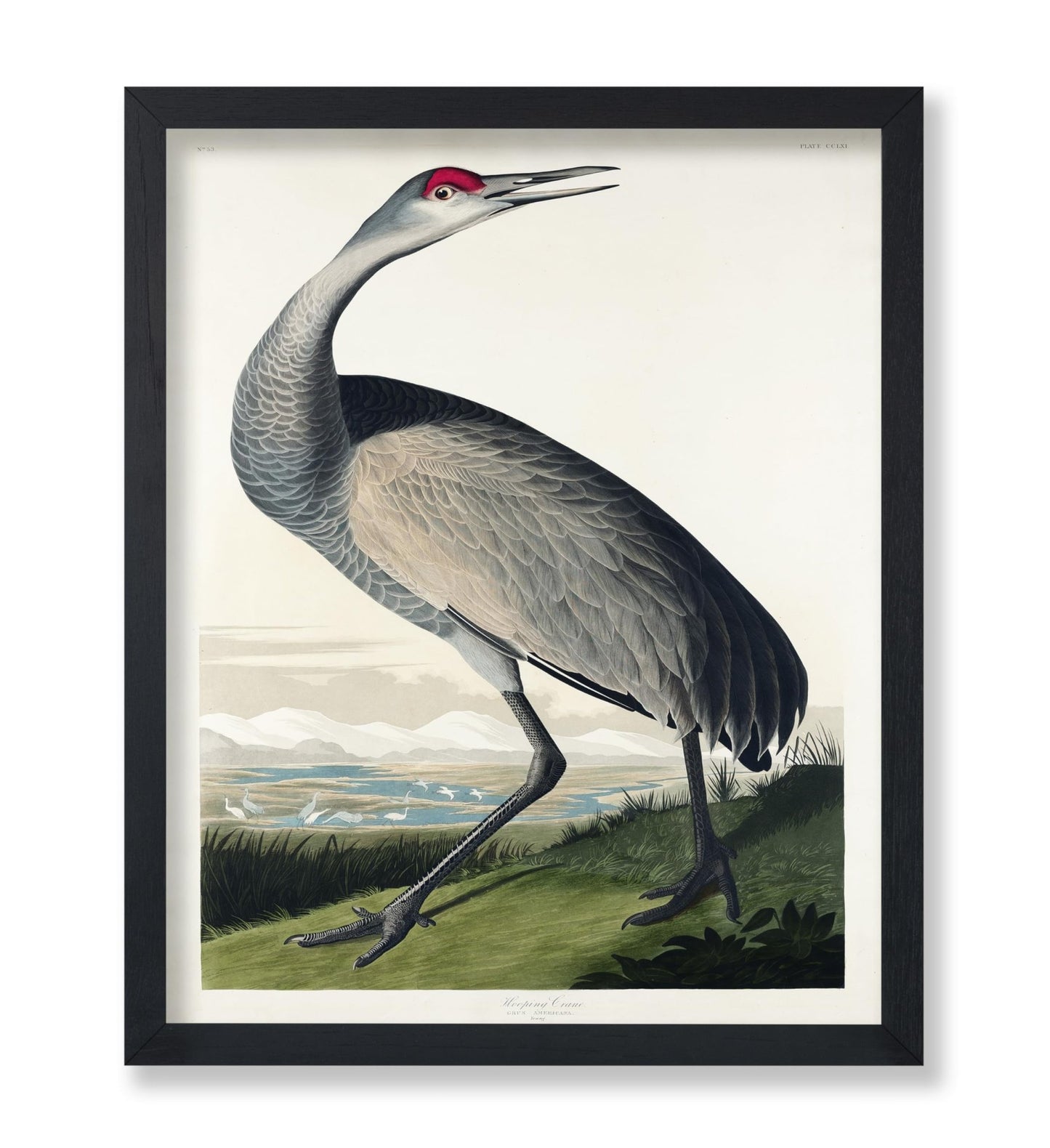 John James Audubon - Whooping Crane No1