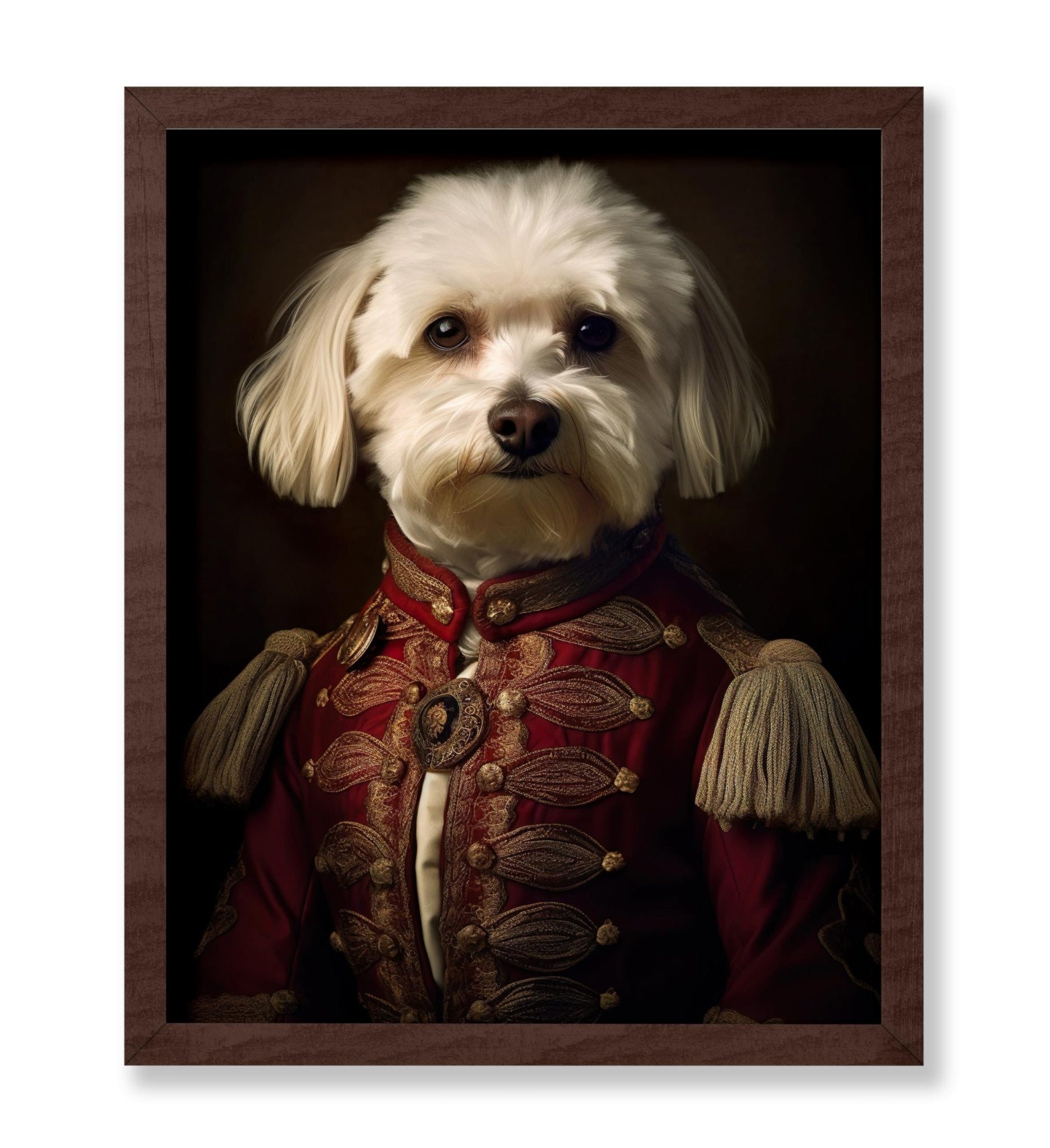 Aristocratic Havanese