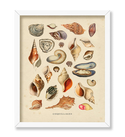 Sea Shells