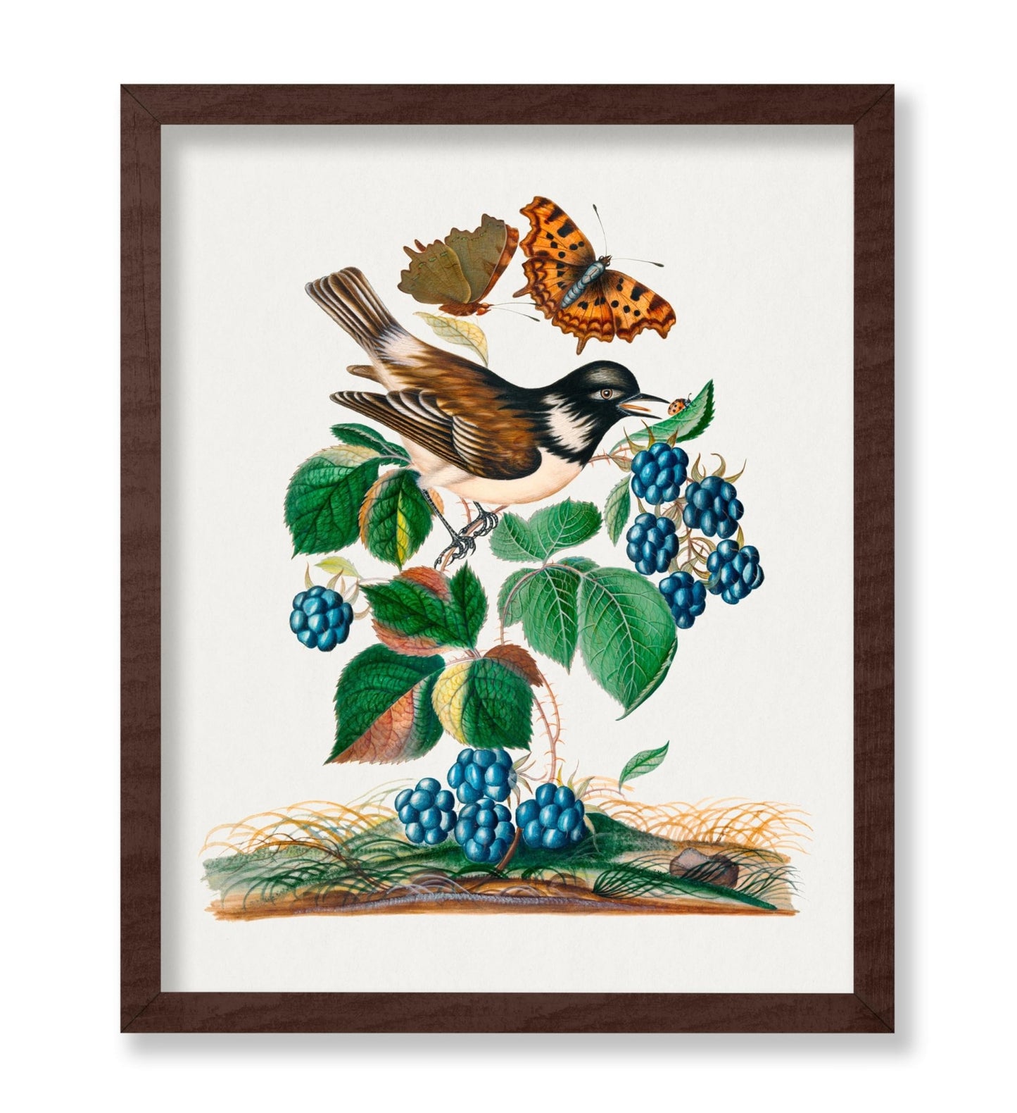 James Bolton - White-cheeked Starling, Bramble and Eurasian Comma and Seven-Spotted Ladybird Beetle on Leaf