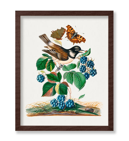 James Bolton - White-cheeked Starling, Bramble and Eurasian Comma and Seven-Spotted Ladybird Beetle on Leaf