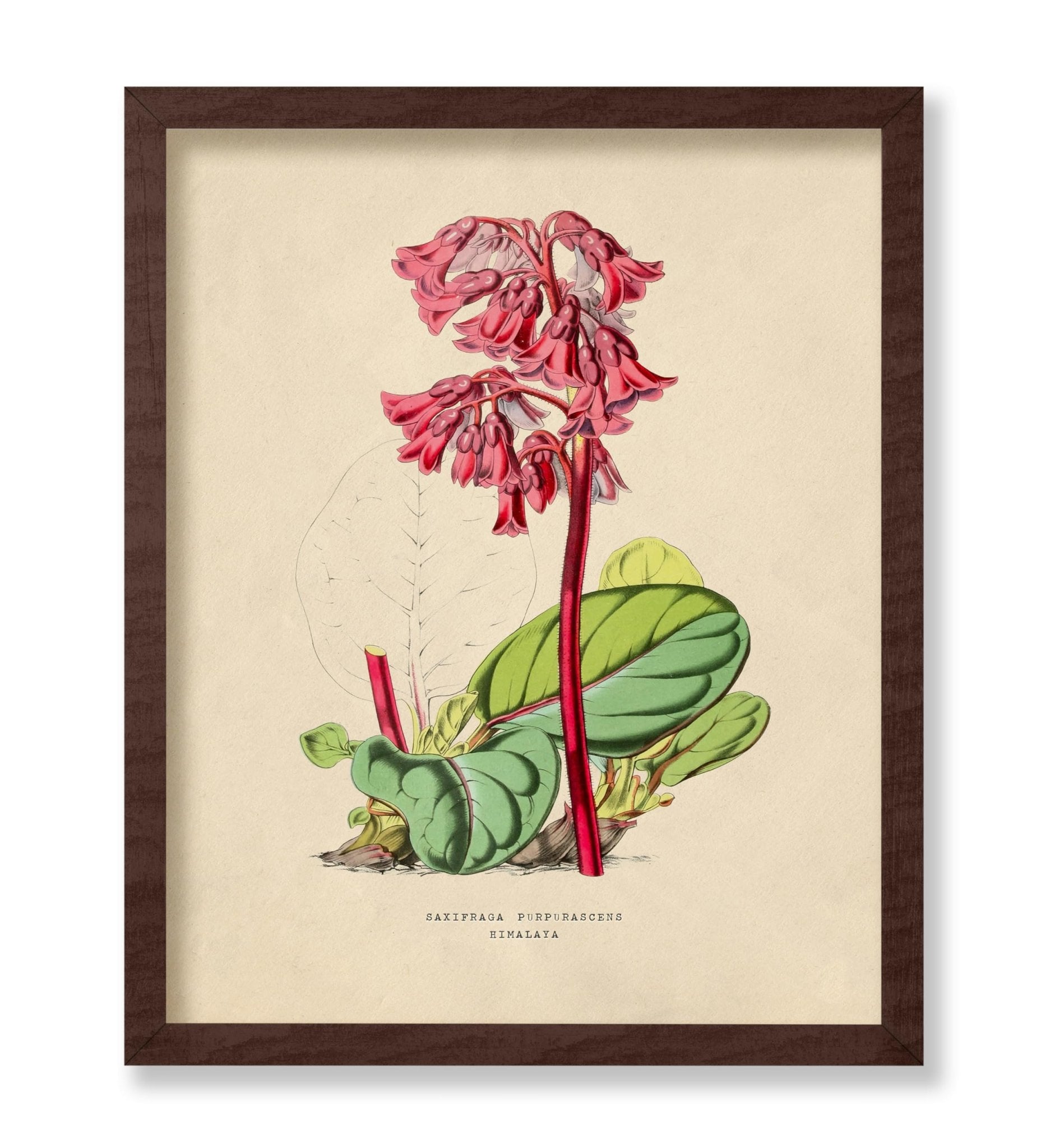Flowers of the Greenhouses - Bergenia Purpurascens