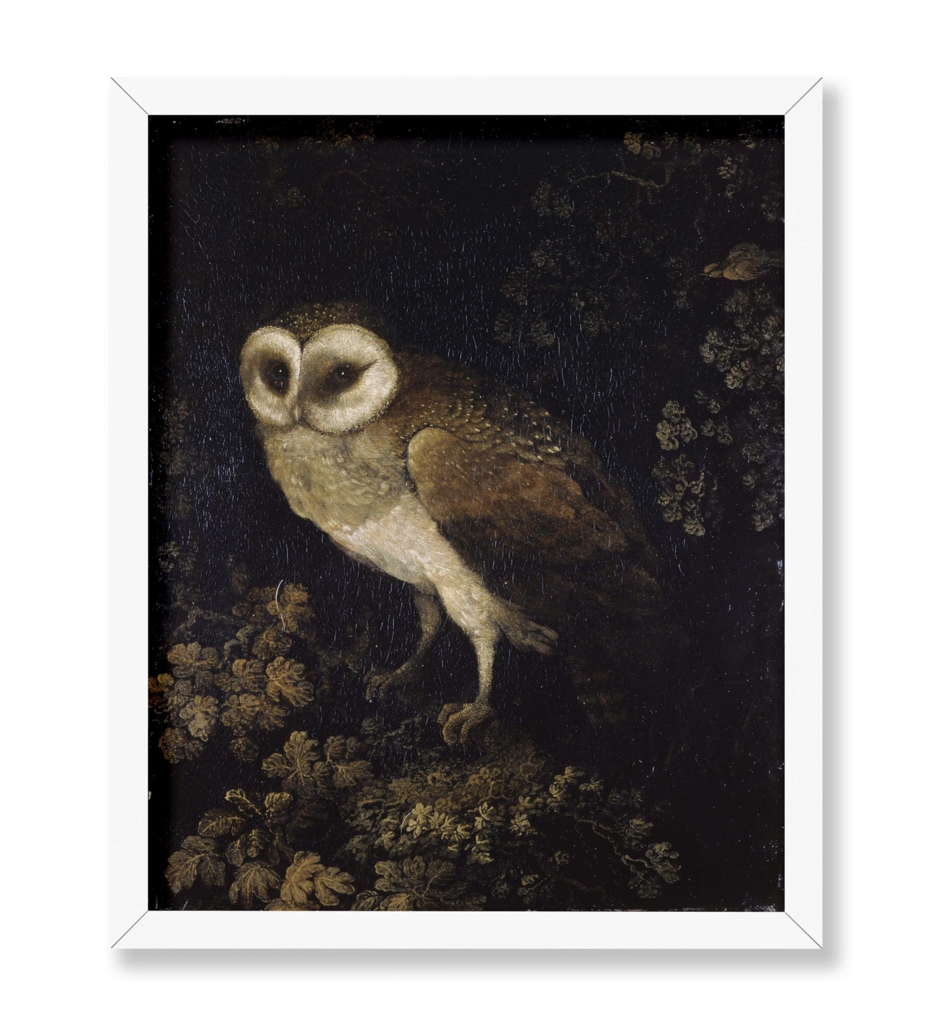 Moses Haughton - An Owl