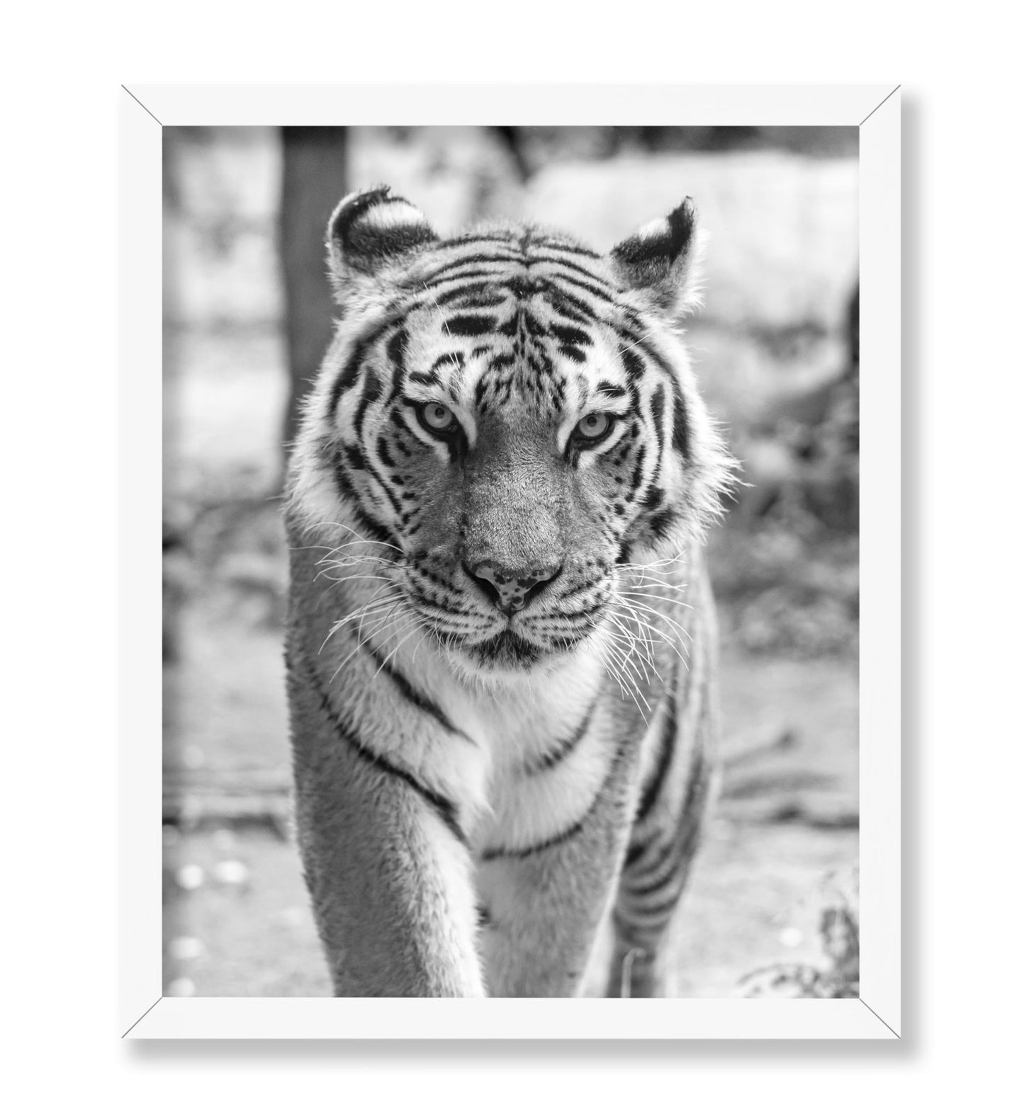 Tiger Portrait
