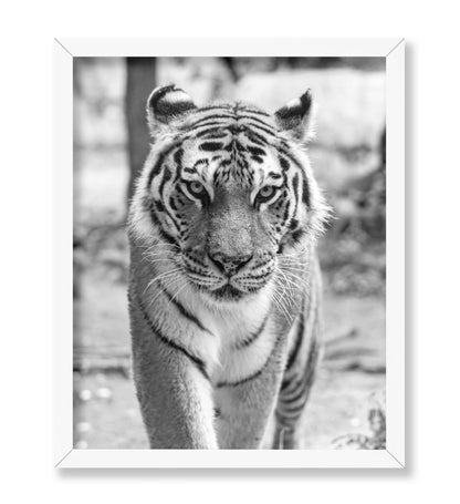 Tiger Portrait