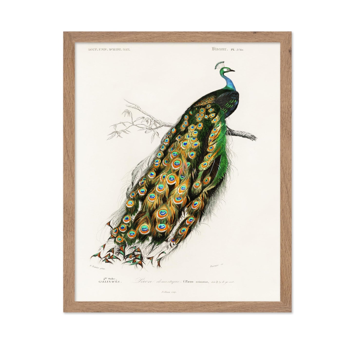 Charles Dessalines - Peacock