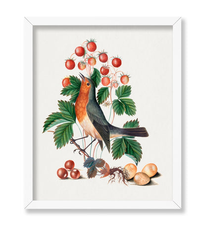 James Bolton - European Robin and Wild Strawberry