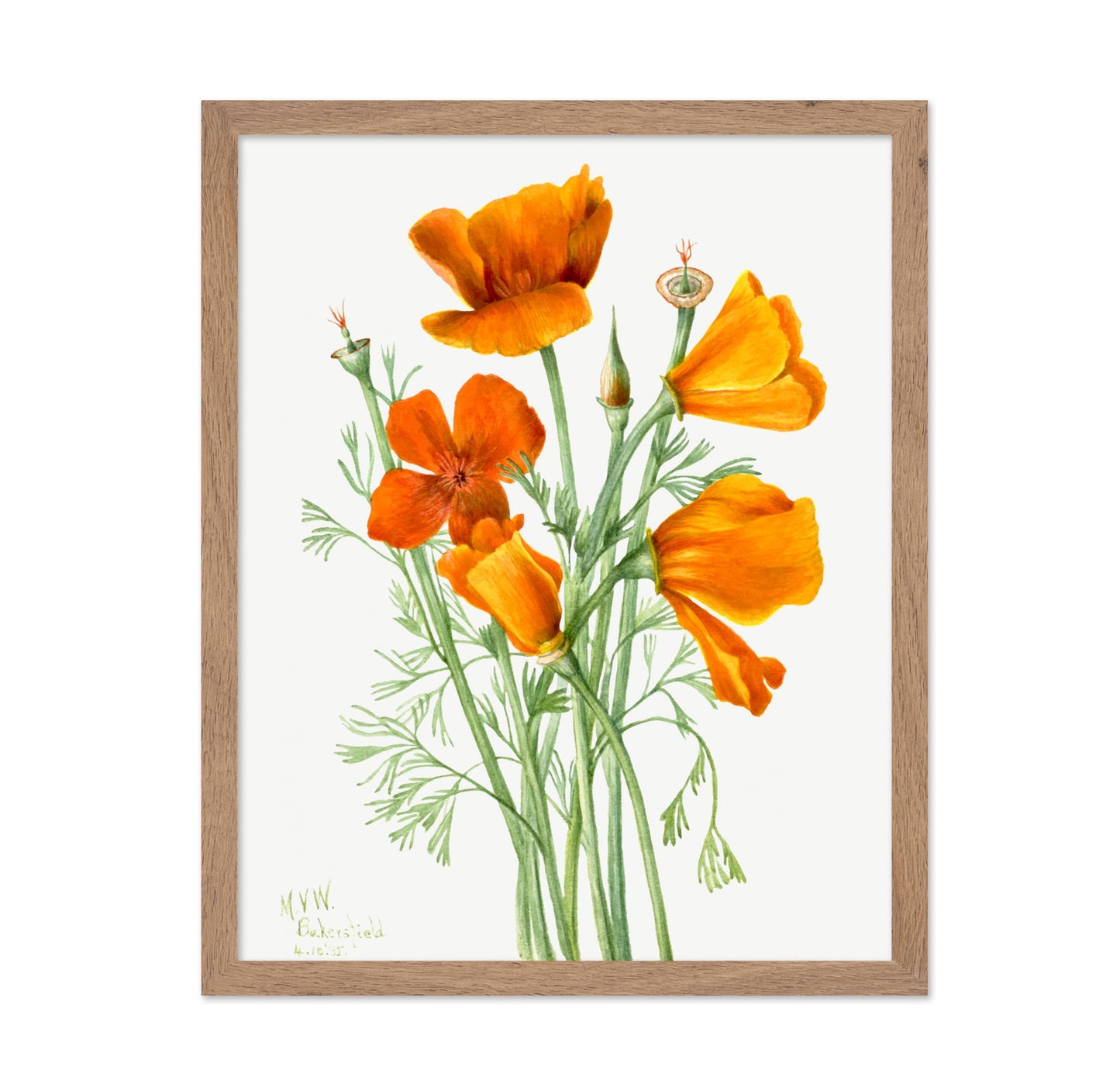 California Poppy