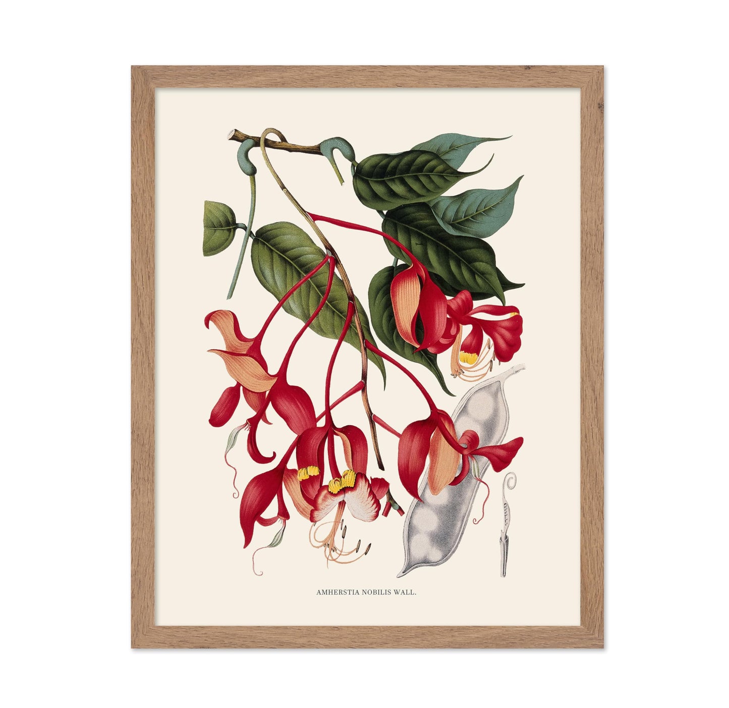 Amherstia Nobilis