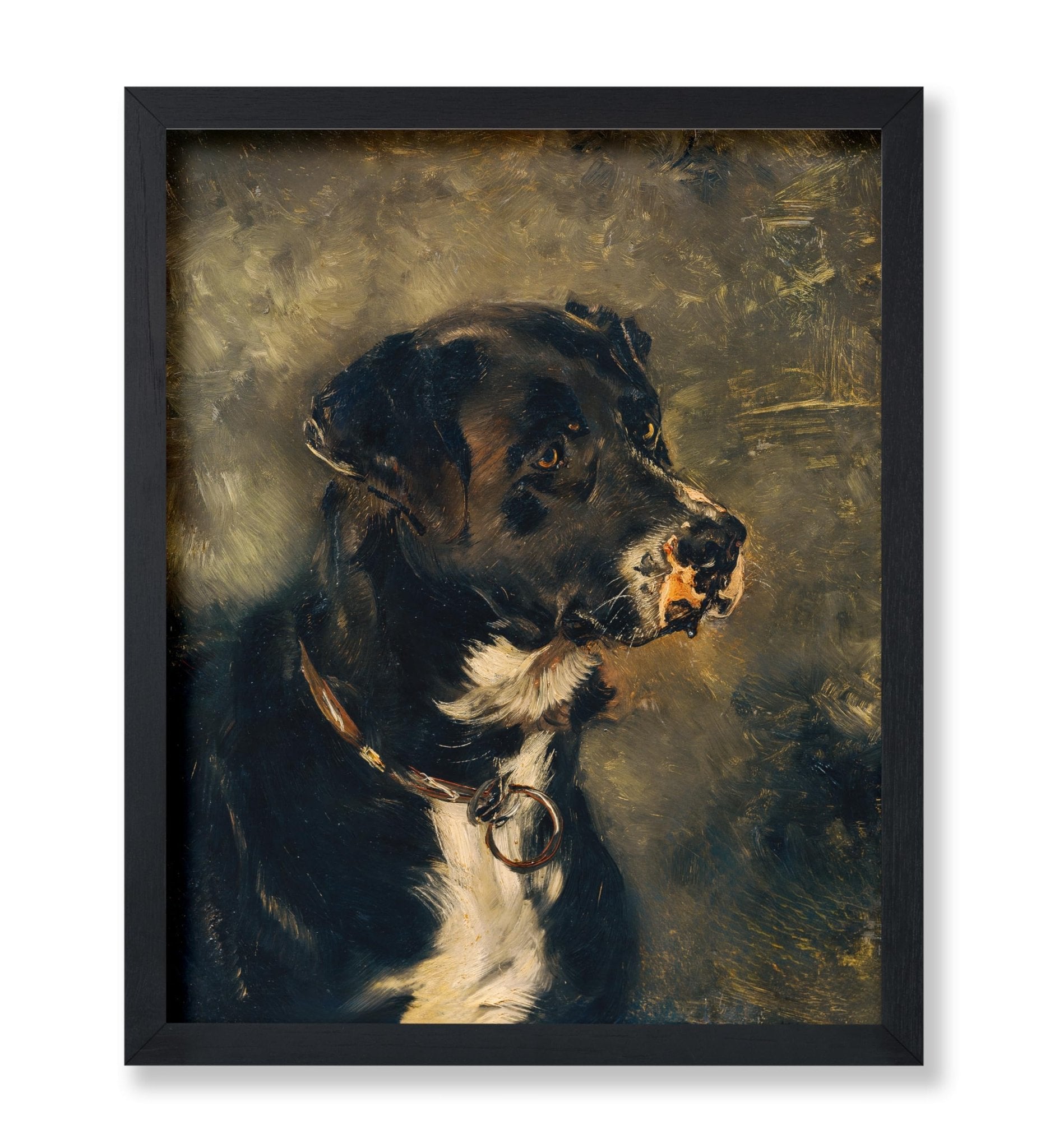 Head of A Butcher's Dog