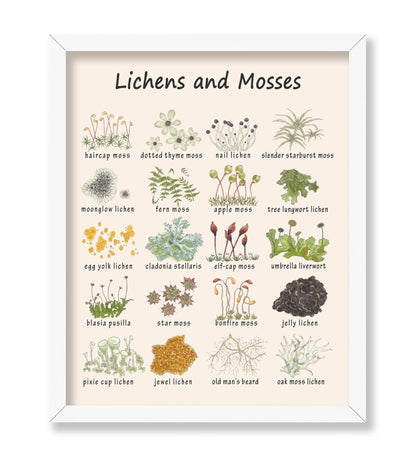 Lichens and Mosses