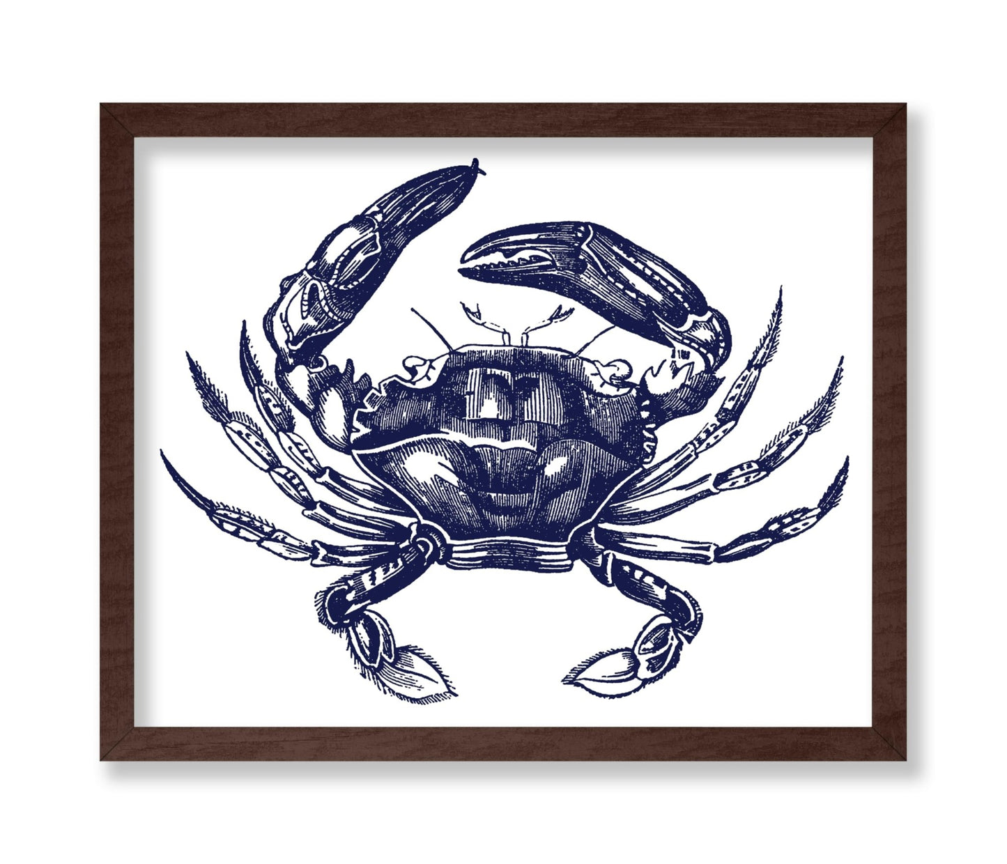 Navy Blue Crab