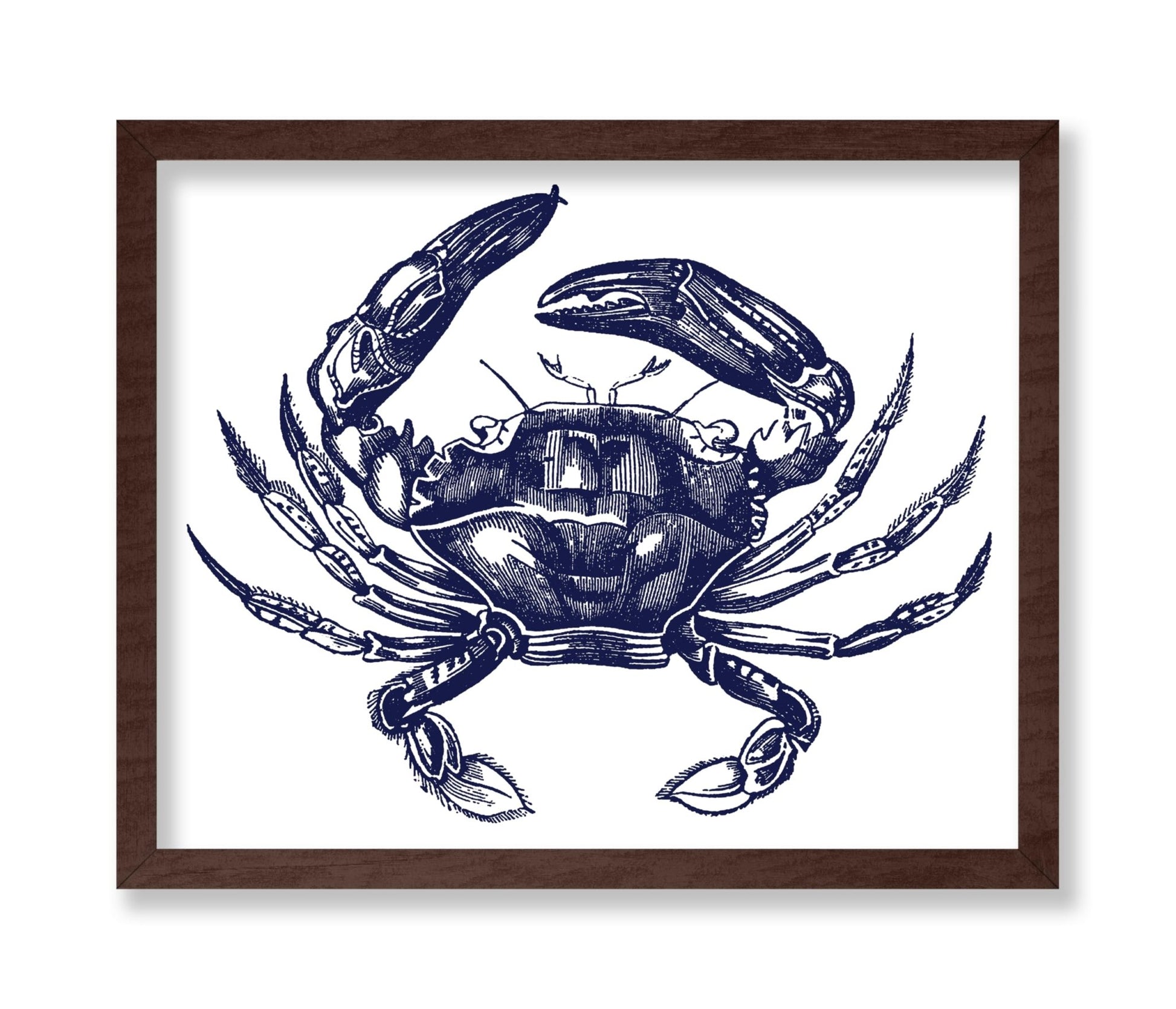 Navy Blue Crab