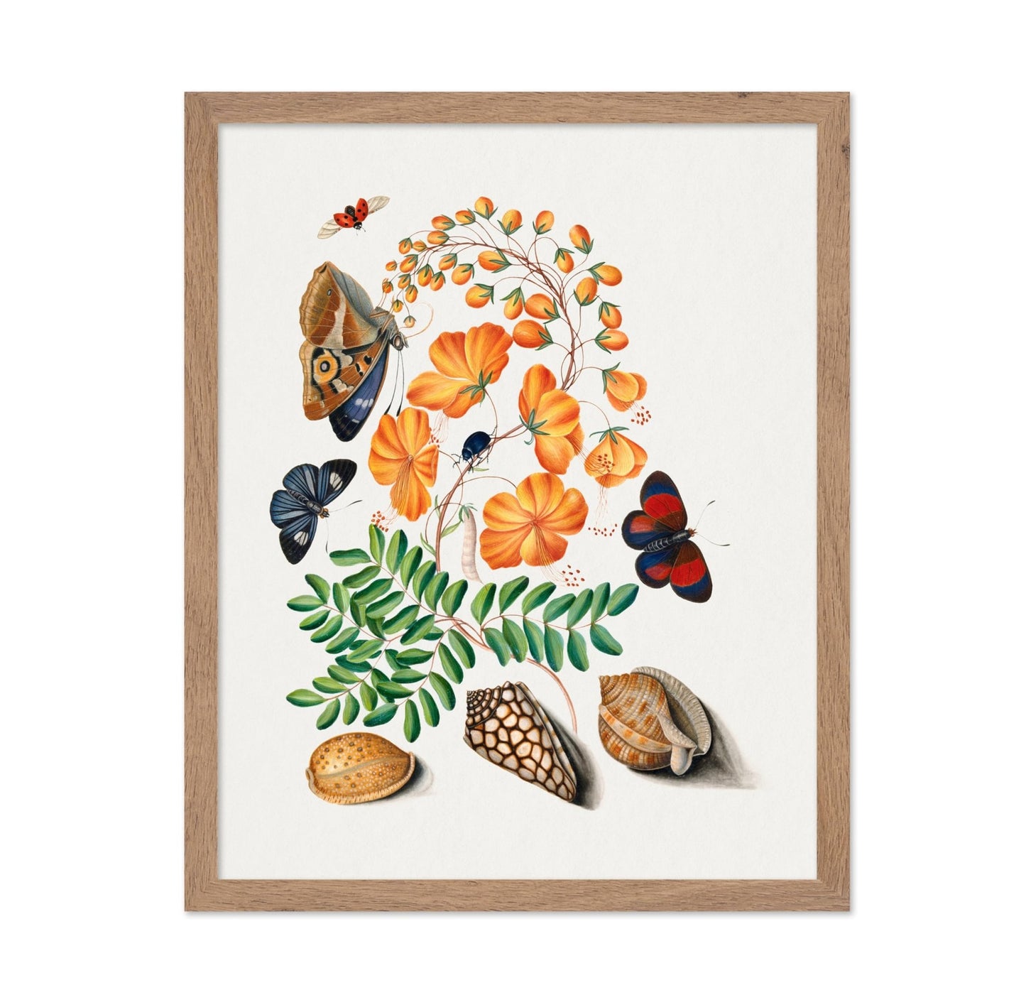 James Bolton - Caesalpinoid Legume Beetle Shell