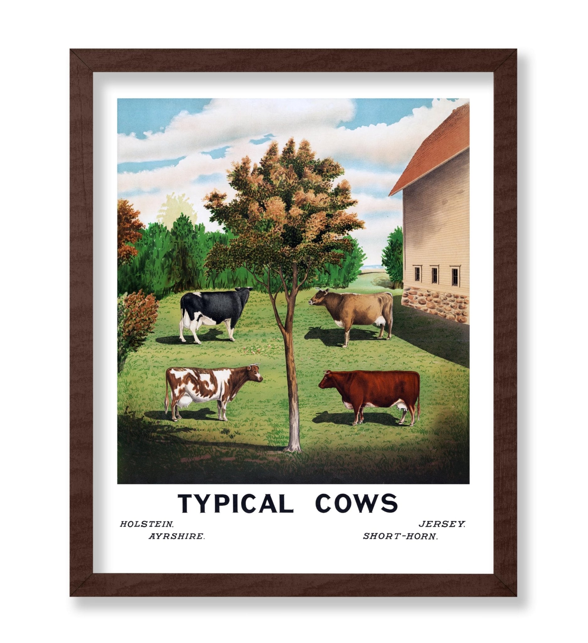 Typical Cows
