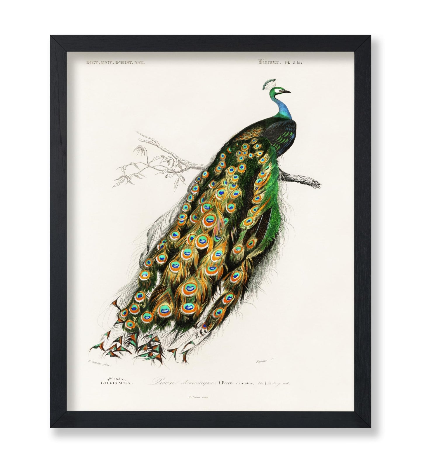 Charles Dessalines - Peacock