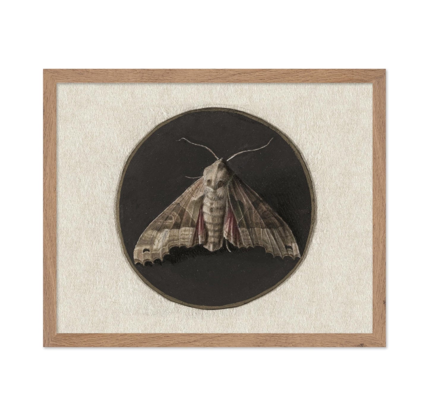 Jan Augustin van der Goes - Owlet Moth
