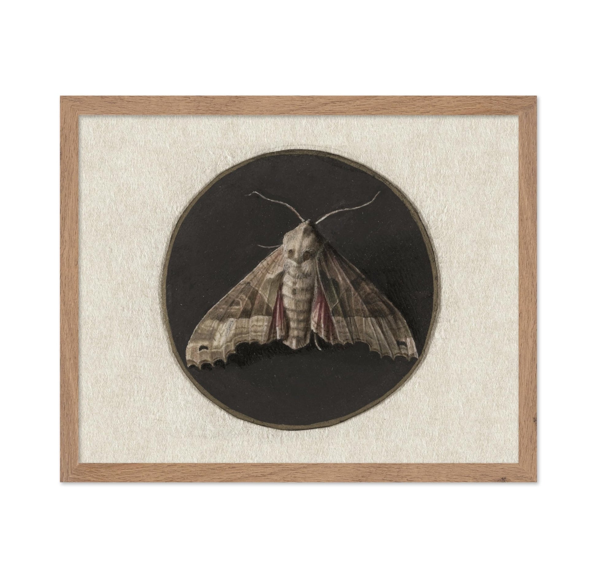 Jan Augustin van der Goes - Owlet Moth