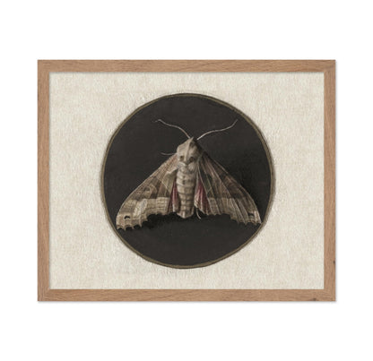Jan Augustin van der Goes - Owlet Moth