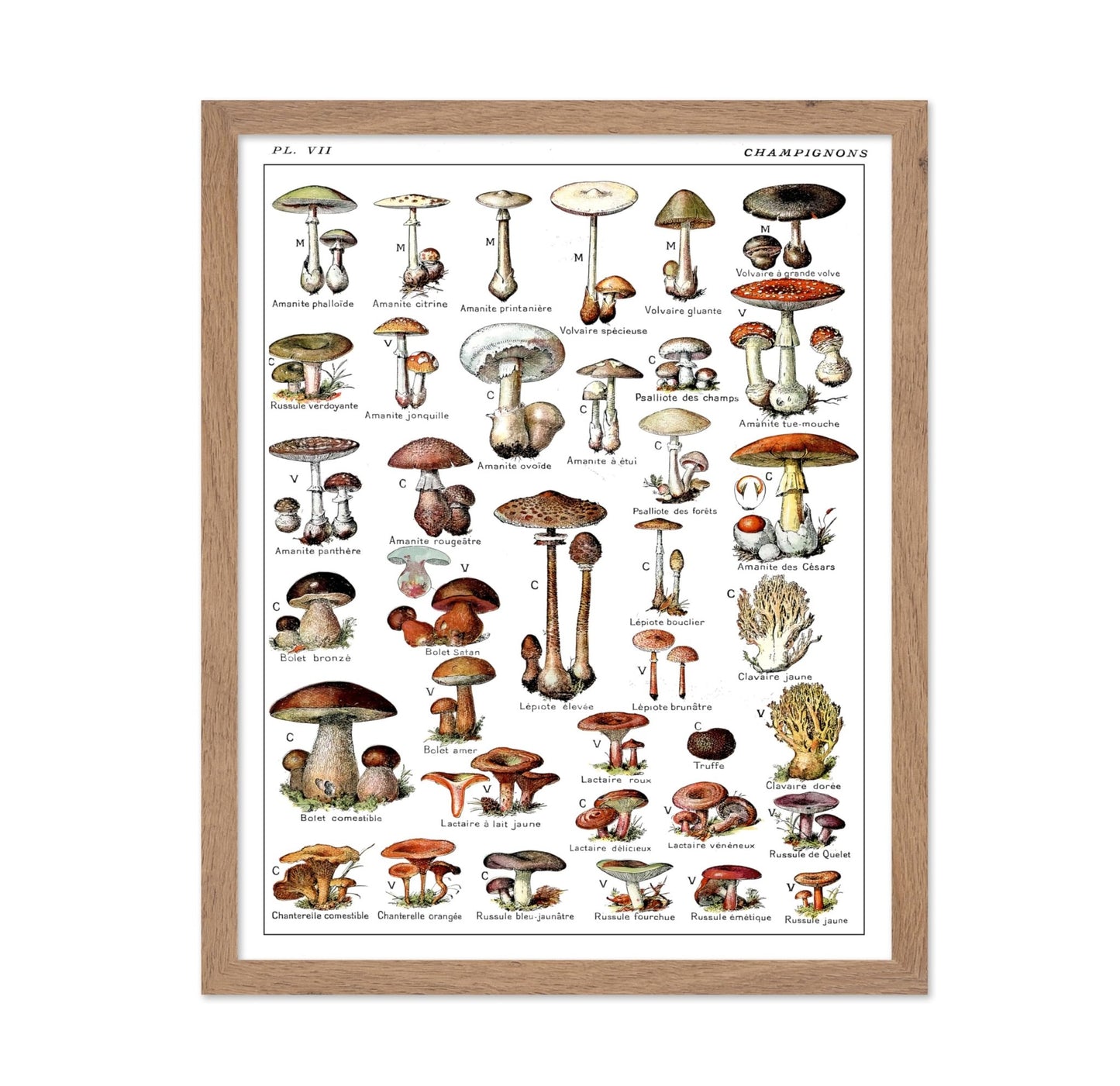 Adolphe Millot - Champignons No2