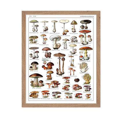 Adolphe Millot - Champignons No2