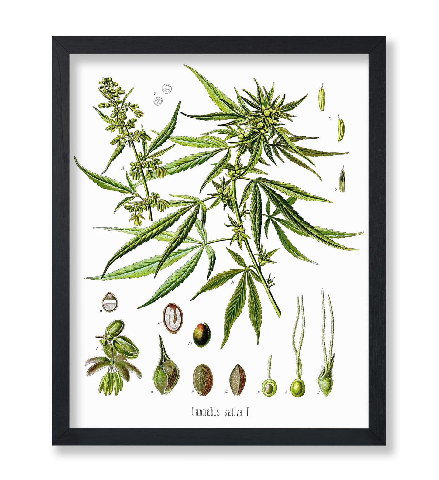 Cannabis Sativa