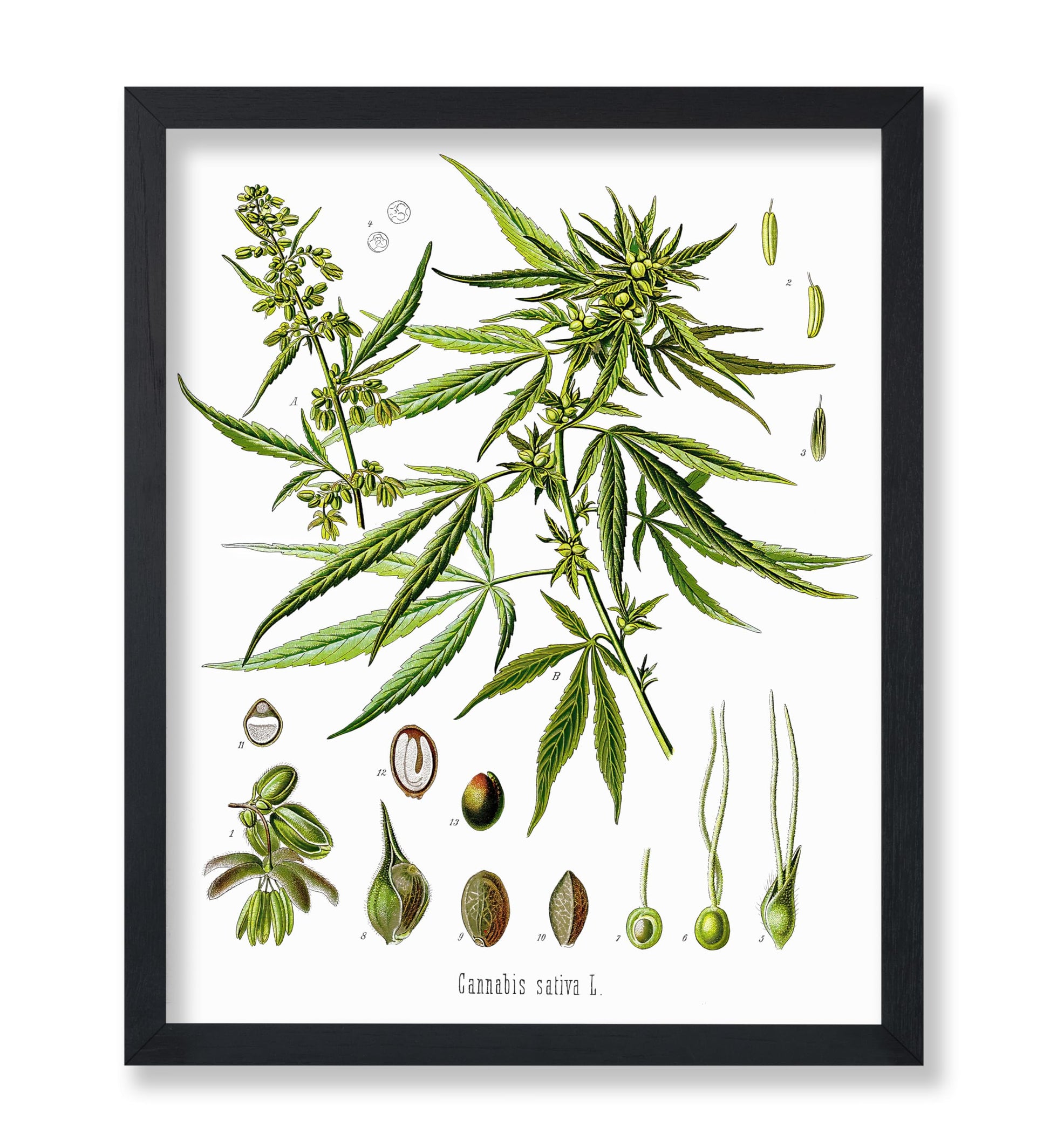 Cannabis Sativa