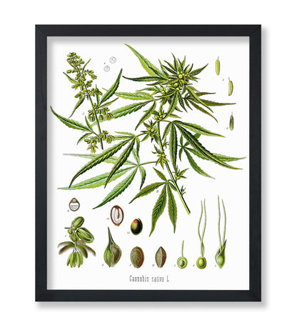 Cannabis Sativa