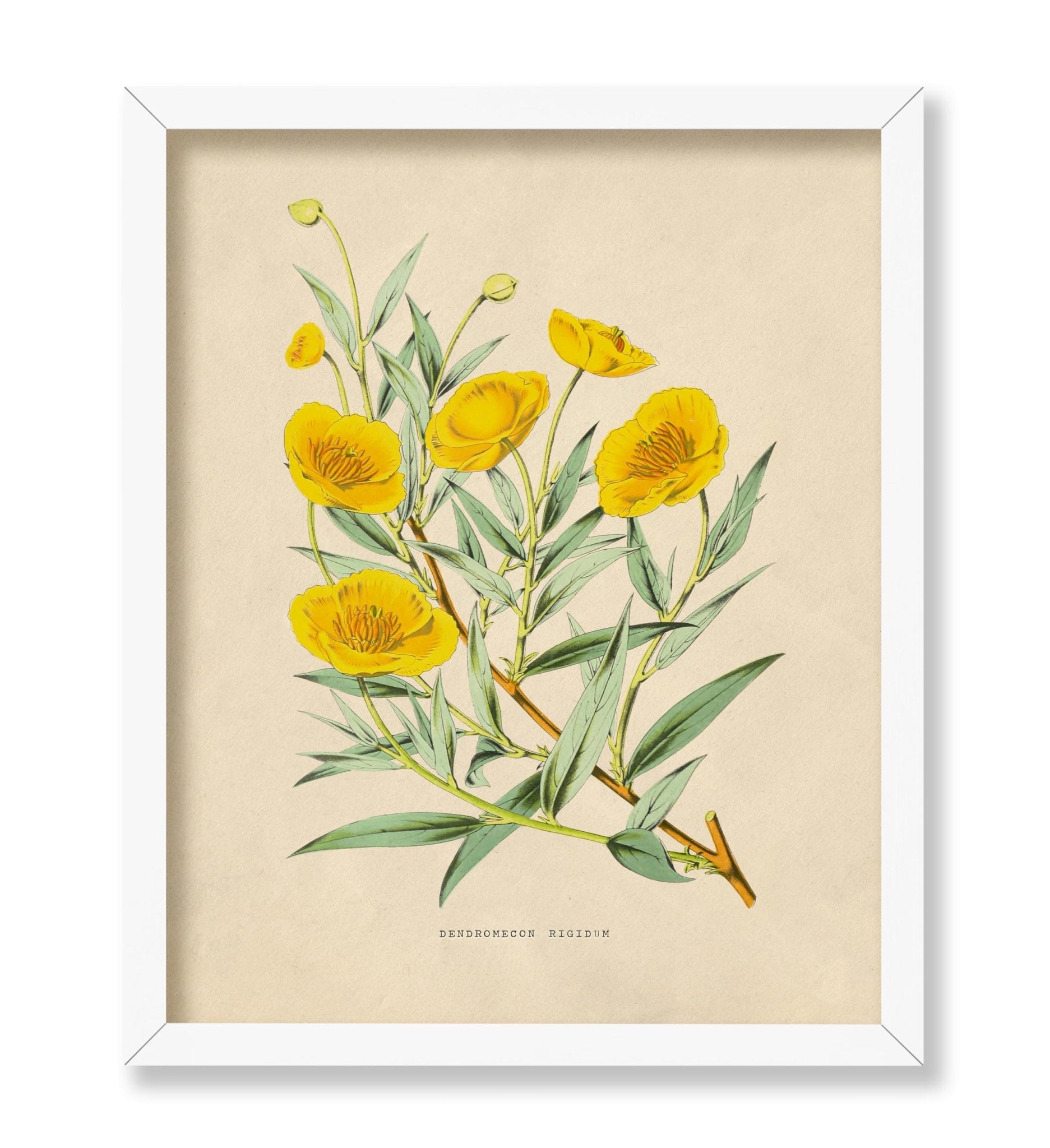 Flowers of the Greenhouses - California Poppy Poster