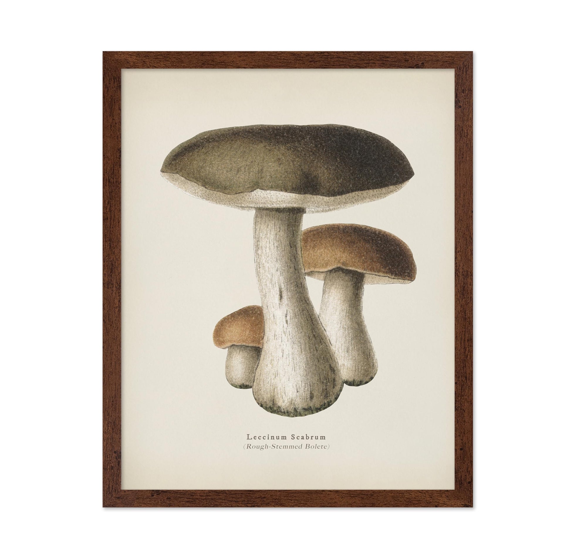 Rough-Stemmed Bolete