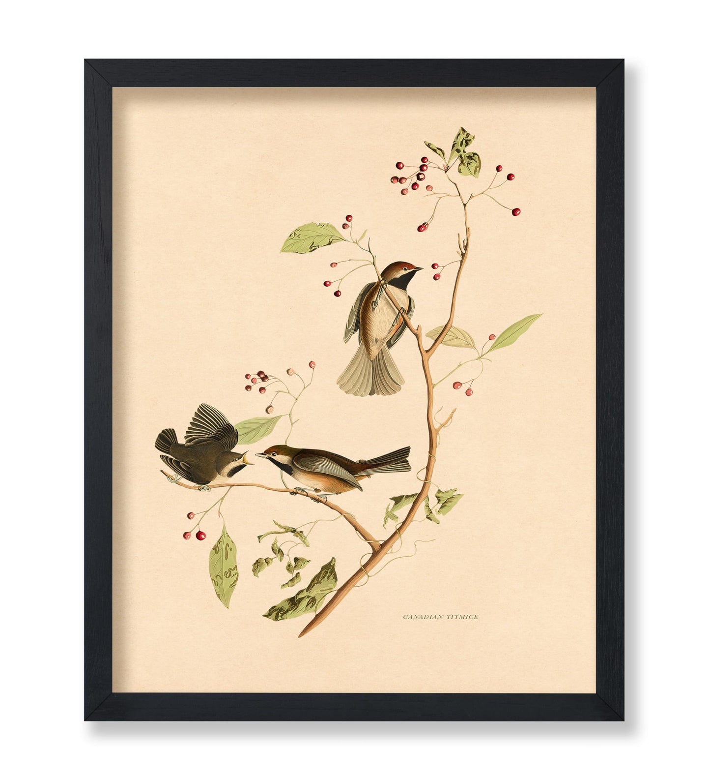 John James Audubon - Canadian Titmouse
